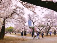 🌸 Sakura Fever in Shinjuku Gyoen: Picnics, Petals & One Very Bold Squirrel