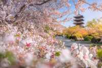 🏯 To-ji Temple: Kyoto’s Towering Beauty & Hidden Surprises 🏯