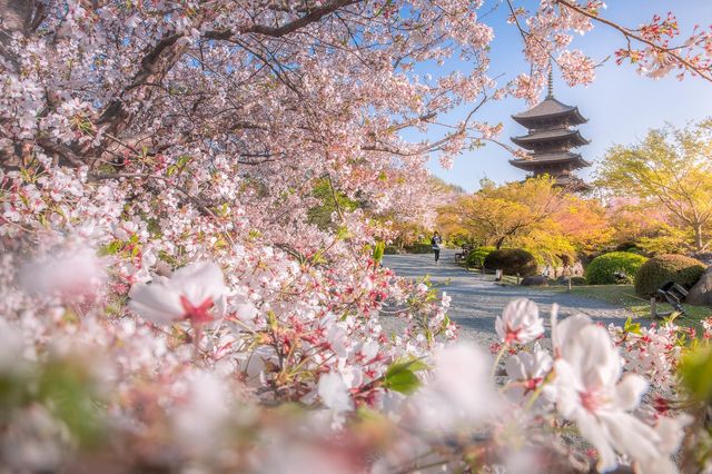 🏯 To-ji Temple: Kyoto’s Towering Beauty & Hidden Surprises 🏯