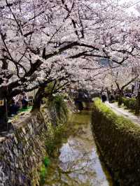 Kyoto Hidden Cherry Blossom Route 🌸🌿