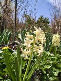 Spring Bloom Drive to Nakanojo Gardens