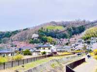 🇯🇵福島 有見過那麼色彩鮮艷的山坡嗎？ 🌼🌸