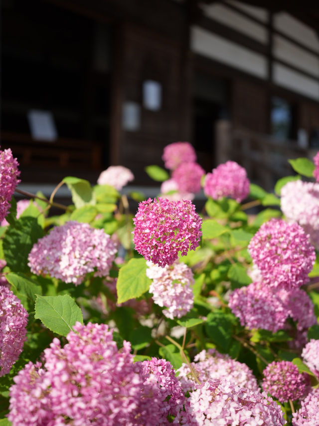 【埼玉】あじさい寺として親しまれていて鐘楼堂の梵鐘と紫陽花とのショットが有名