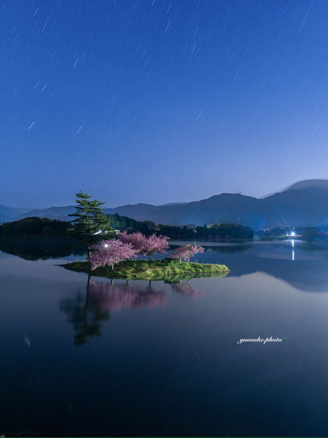 最後に咲く滋賀県の桜 浮島の桜