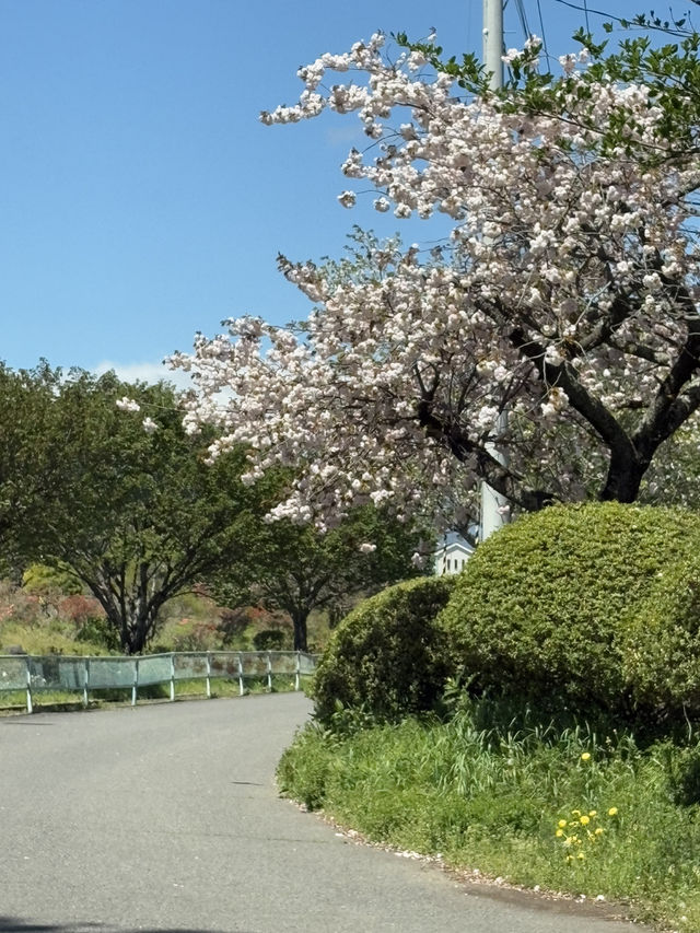 白河のますつり公園で、春のんびり散歩