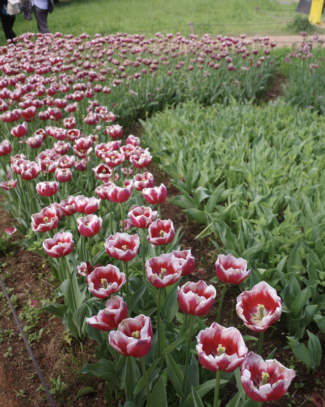 【東京】立川駅から行ける、まるでオランダのような公園🌷