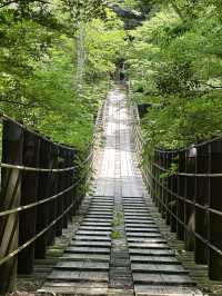 【茨城】生い茂る青もみじが美しい吊り橋	