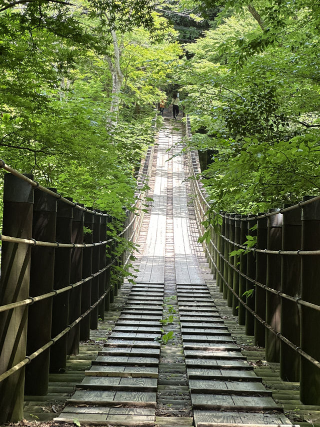 【茨城】生い茂る青もみじが美しい吊り橋	