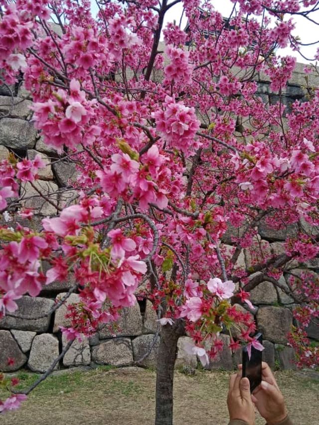 大阪城公園历史與自然的完美融合