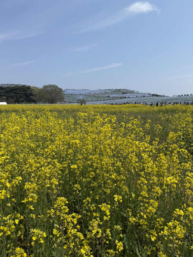 国営ひたち海浜公園｜色とりどりの絶景が広がる“アニメの世界”へ