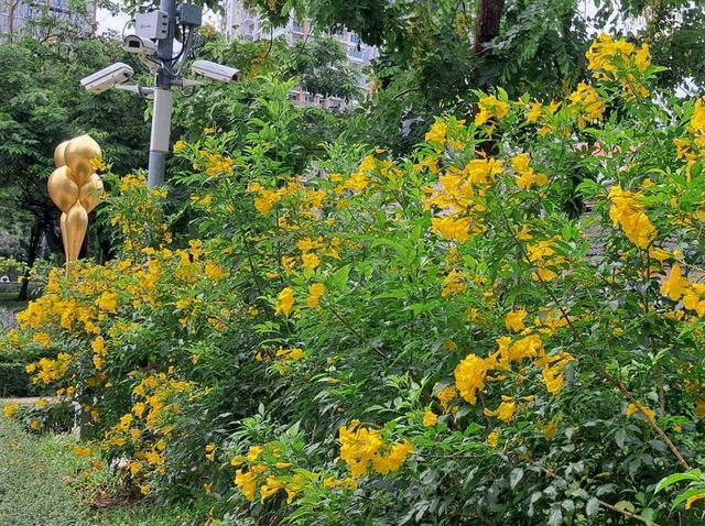 Yellow blooom at Benjakitti Park 