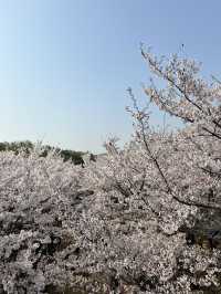🌸首爾櫻花之旅🌸🇰🇷