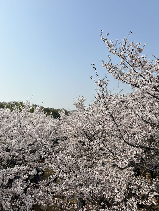 🌸首爾櫻花之旅🌸🇰🇷