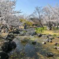 Cherry Blossom Magic at Maruyama Park, Kyoto 🌸