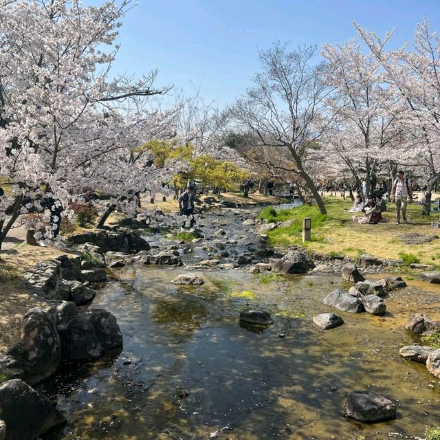Cherry Blossom Magic at Maruyama Park, Kyoto 🌸