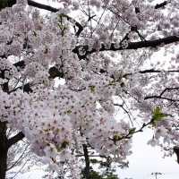 “Petals by the Lake: Sakura Reflections of Ashinoko” 