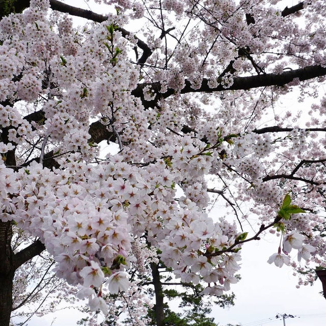 “Petals by the Lake: Sakura Reflections of Ashinoko” 