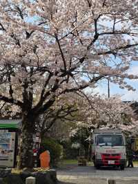 Wandering Around, Found Sakura, Ended Up in a Spring Daydream