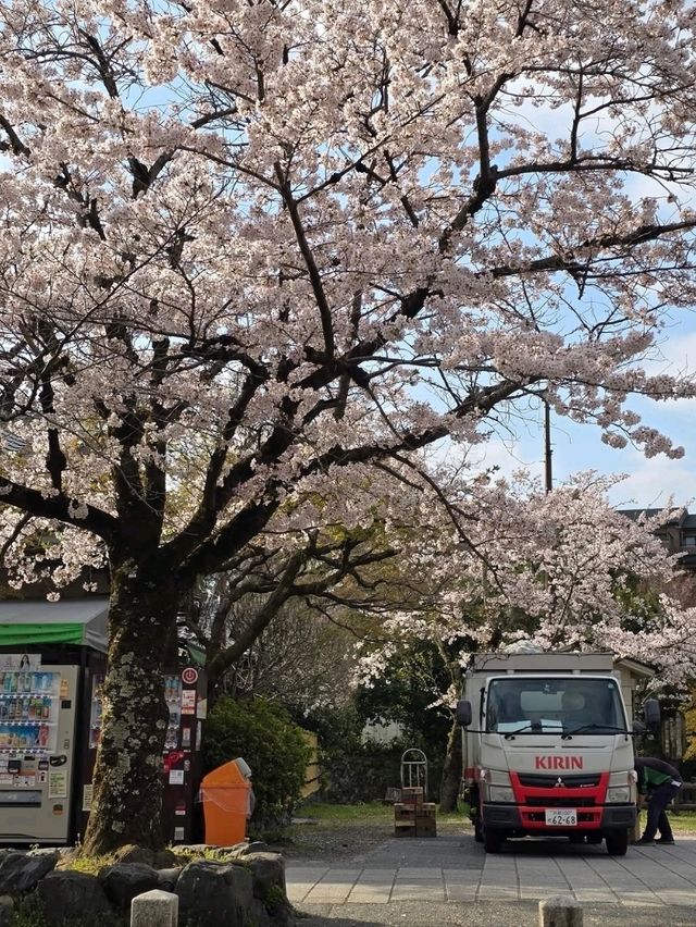 Wandering Around, Found Sakura, Ended Up in a Spring Daydream