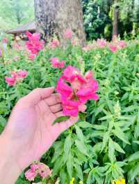 A Season of Renewal and Harmony in Dujiangyan