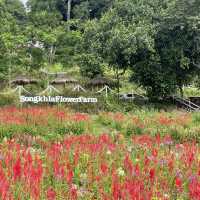 Songkhla Flower Farm สวนดอกไม้แห่งแรกในสงขลา