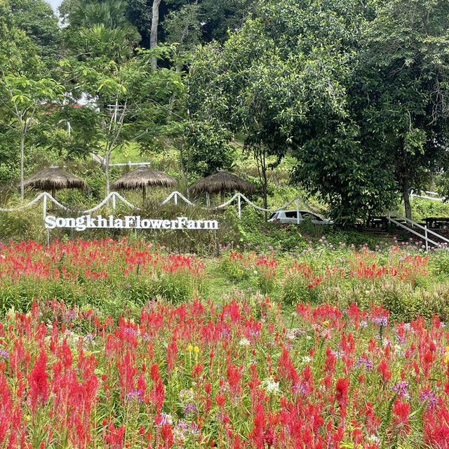 Songkhla Flower Farm สวนดอกไม้แห่งแรกในสงขลา