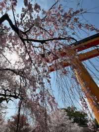 a chill hanami spot
