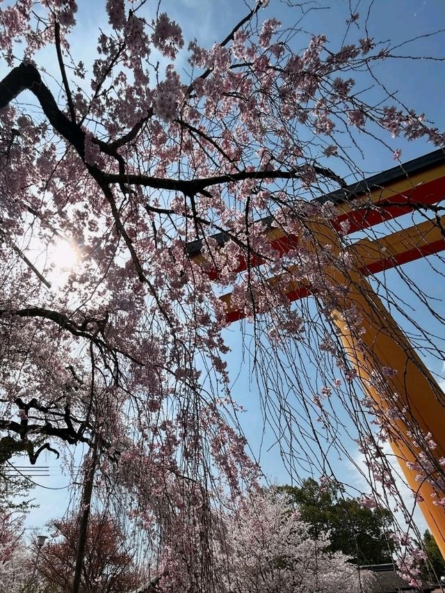 a chill hanami spot