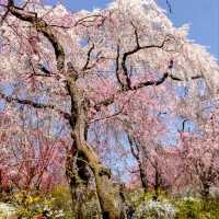 京都-原谷苑，此生必看的櫻花勝地！