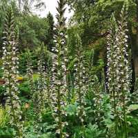 Tranquil Retreat – Royal Tasmanian Botanical Gardens