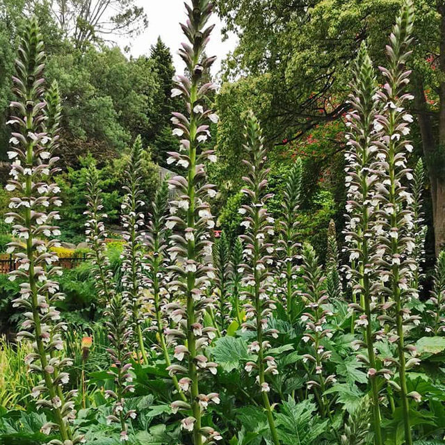 Tranquil Retreat – Royal Tasmanian Botanical Gardens