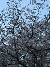 東京｜地鐵有樂町線｜金色光芒下的都市與人情之旅
