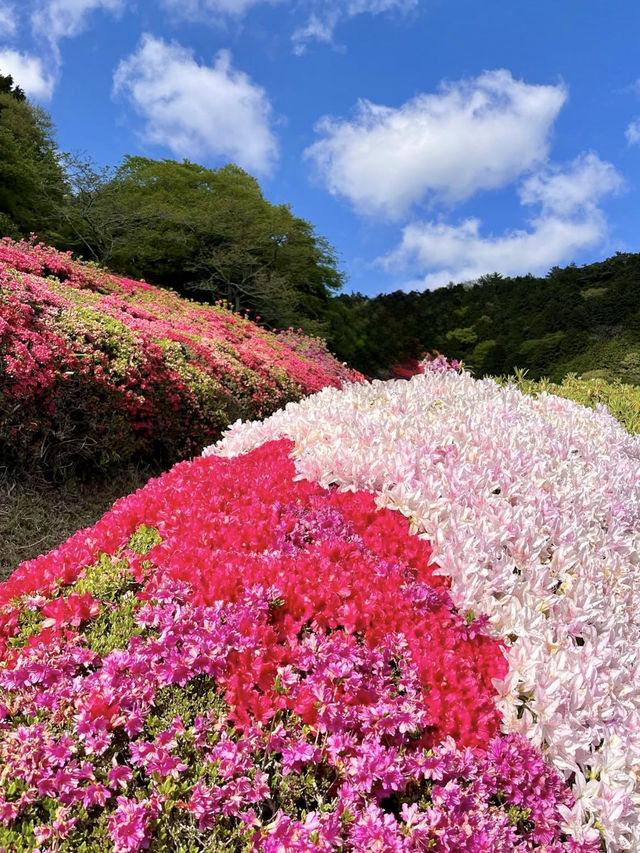 Spring Hike at Himenosawa Park