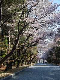 Cherry Blossoms at the Shrine, Outlet Spree, and a Bittersweet Goodbye 🌸🛍✈️