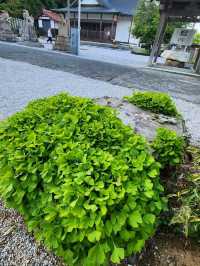 【山口グルメ】道の駅おふく・西八幡宮