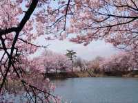 Sakura + Stillness, Rokudo no Tsutsumi Is Peak