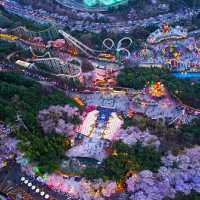 Daegu: Korea’s Secret Spring Sanctuary