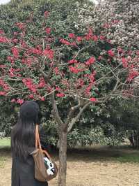Xi’an under Cherry Blossom! 
