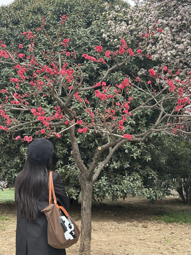 Xi’an under Cherry Blossom! 