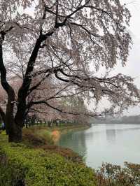 春日絕景，小倉城櫻影夢幻行。