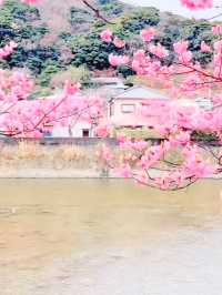 First Blossoms of Spring in Kawazu – A Pink Paradise on the Izu Peninsula