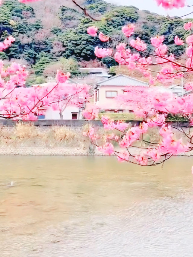 First Blossoms of Spring in Kawazu – A Pink Paradise on the Izu Peninsula