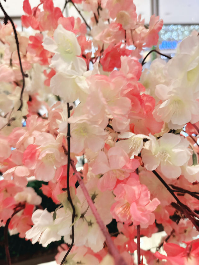 A Sakura Symphony Along Gojō River