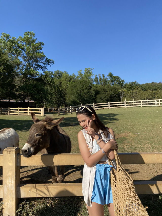 𝐏𝐫𝐢𝐦𝐨 𝐏𝐢𝐚𝐳𝐳𝐚 เขาใหญ่ ฟีลเมืองนอก