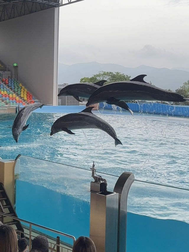 白浜のパンダ、30年間ありがとう❤️