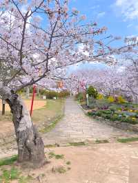 ┃兵庫加古川┃日岡山公園の桜2025