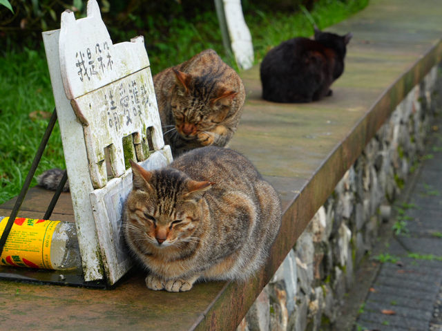 【台湾/猴硐】猫好きにはたまらない！猫村‼︎