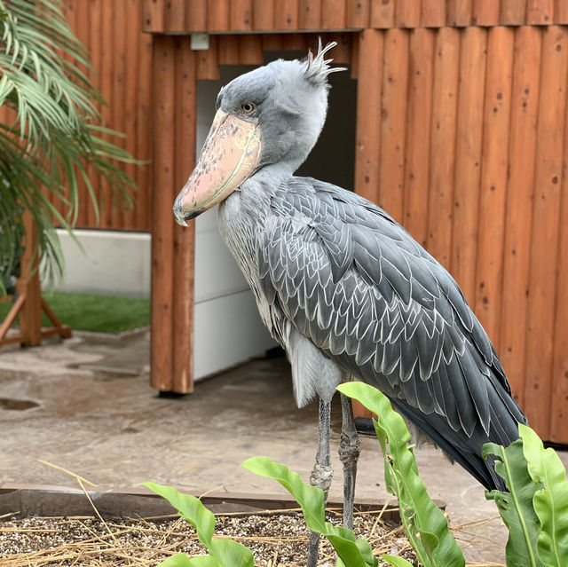 たくさんの種類の鳥に間近で会える動物園🕊️🤍