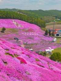 เทศการชิบะซากุระ Higashimokoto Shibazakura Park🌸