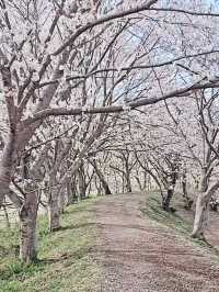 Cruising Through Cotton Candy Dreams on Yunoko Cherry Line